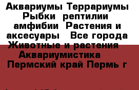 Аквариумы.Террариумы.Рыбки, рептилии, амфибии. Растения и аксесуары - Все города Животные и растения » Аквариумистика   . Пермский край,Пермь г.